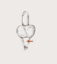 otot potensi dan ketegangan mereka untuk meningkatkan potensi